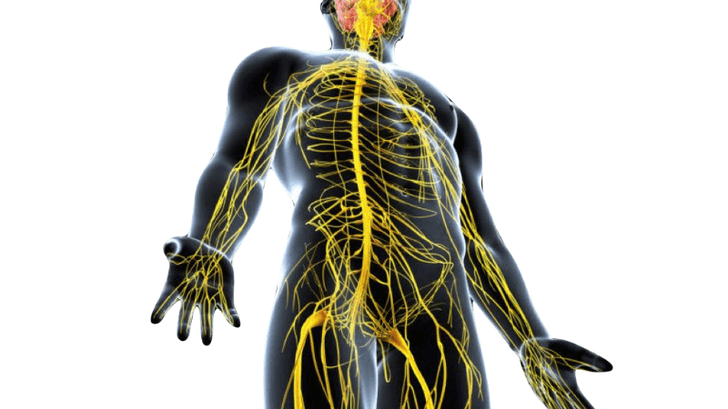 運動ニューロン