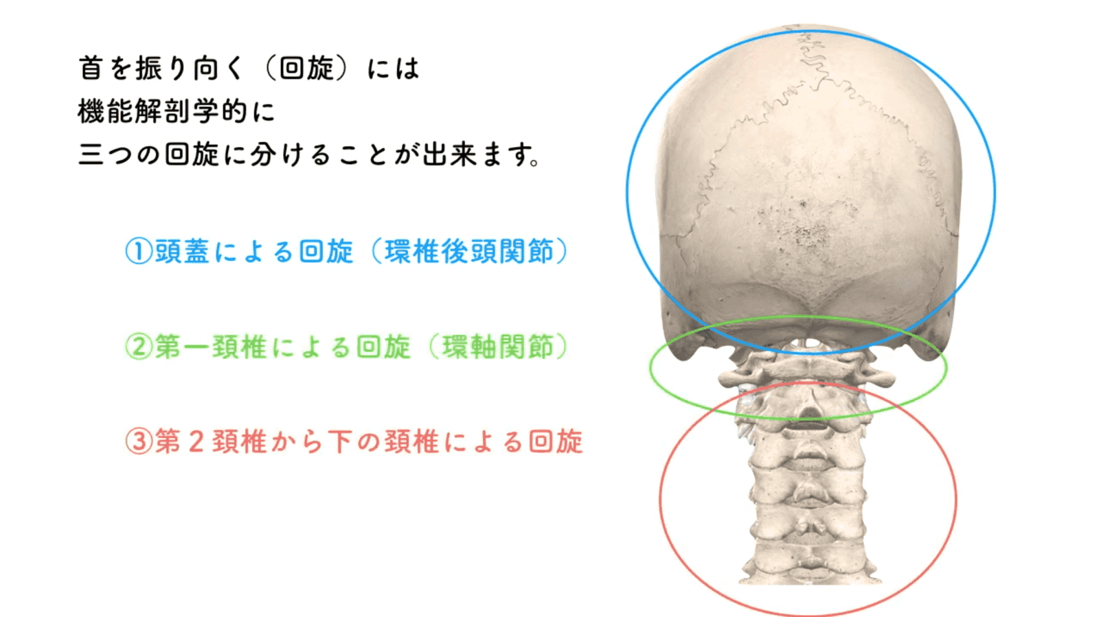 頭と第１頸椎・第2頸椎の特異な形態と機能