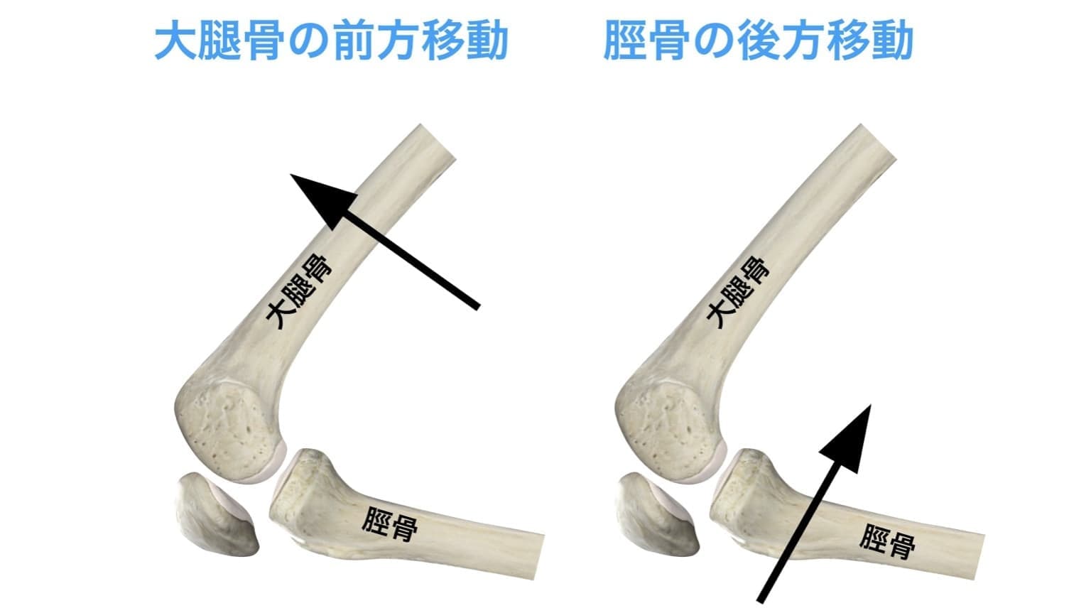 大腿骨・脛骨の運動