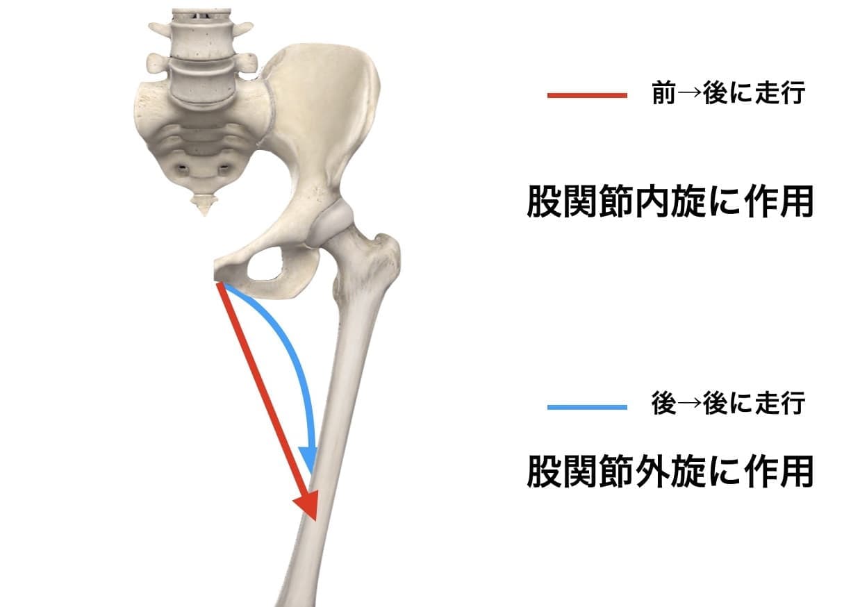 恥骨と内転筋の付着部