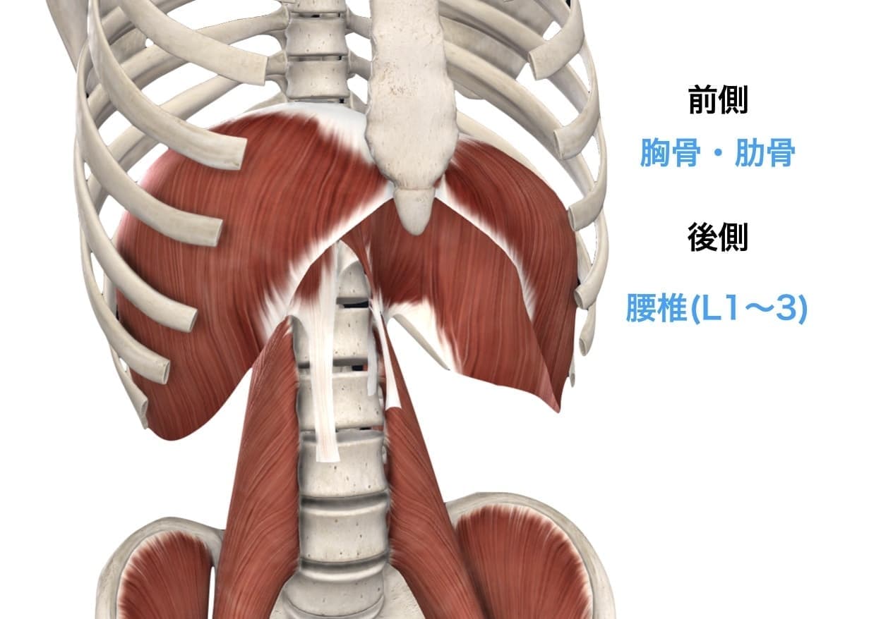 横隔膜の解剖