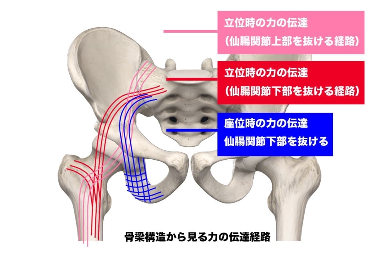 仙腸関節の力の伝達
