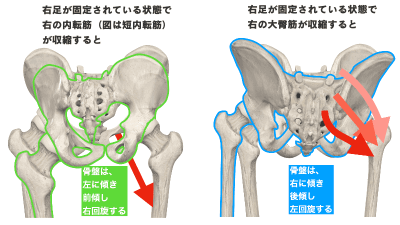 骨盤の偏位による股関節への影響