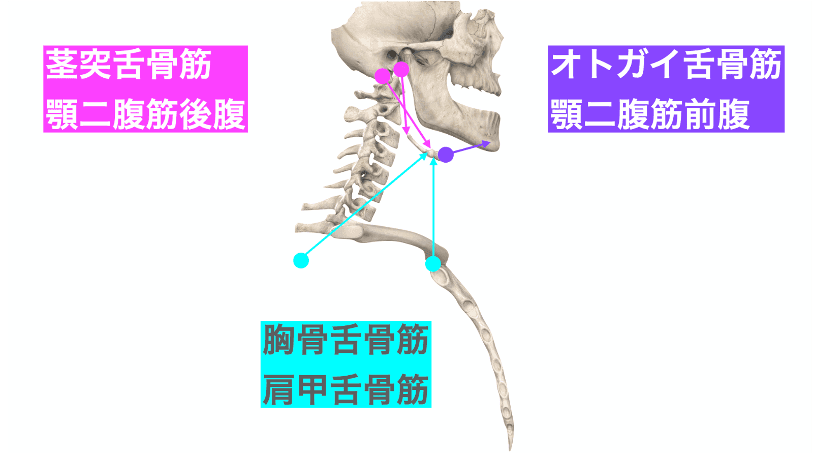 顎関節症・嚥下障害