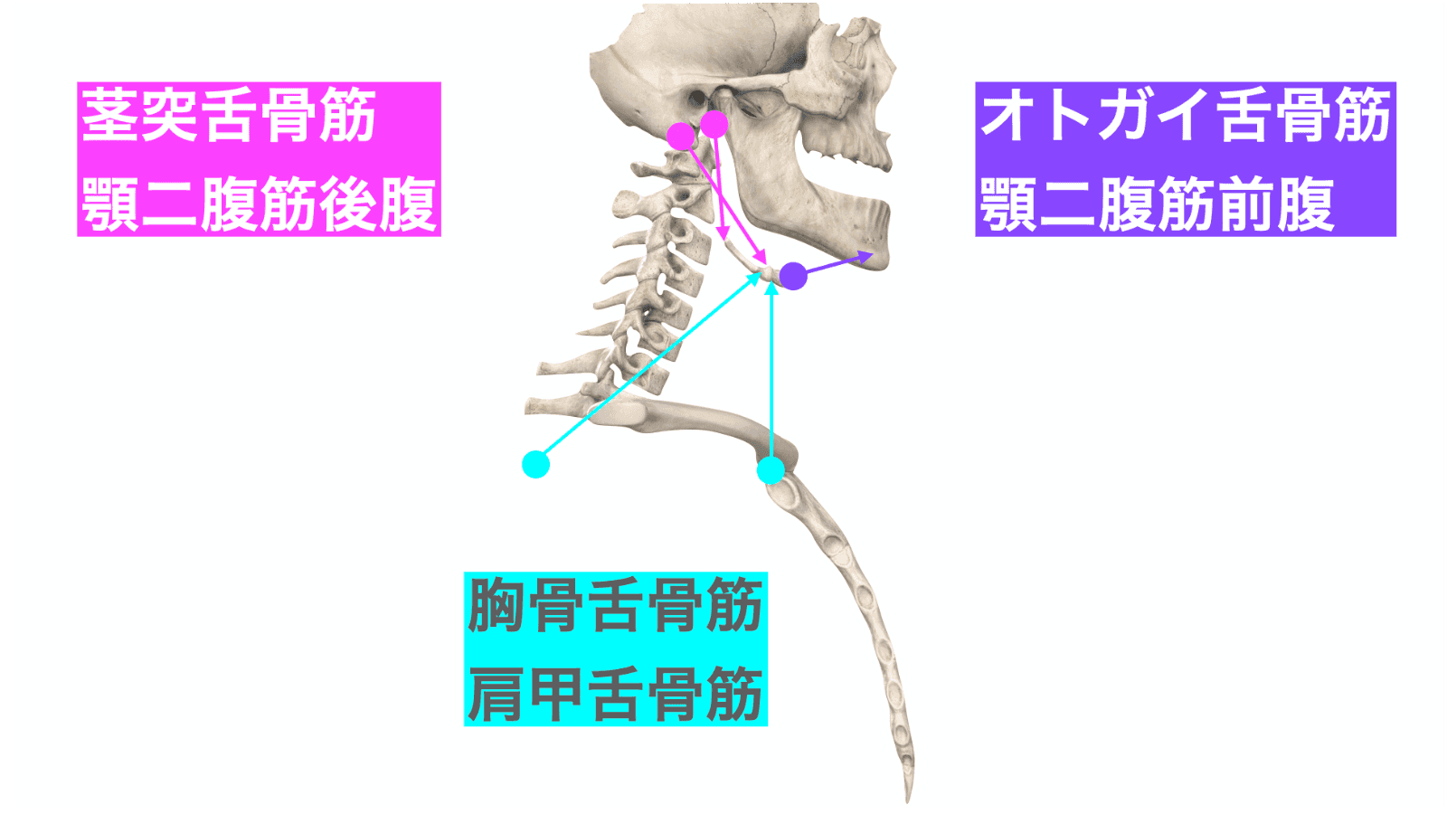 フィシオエナジェティック TMJ2 頭蓋下顎障害と顎関節症　テキスト hqdefault.jpg