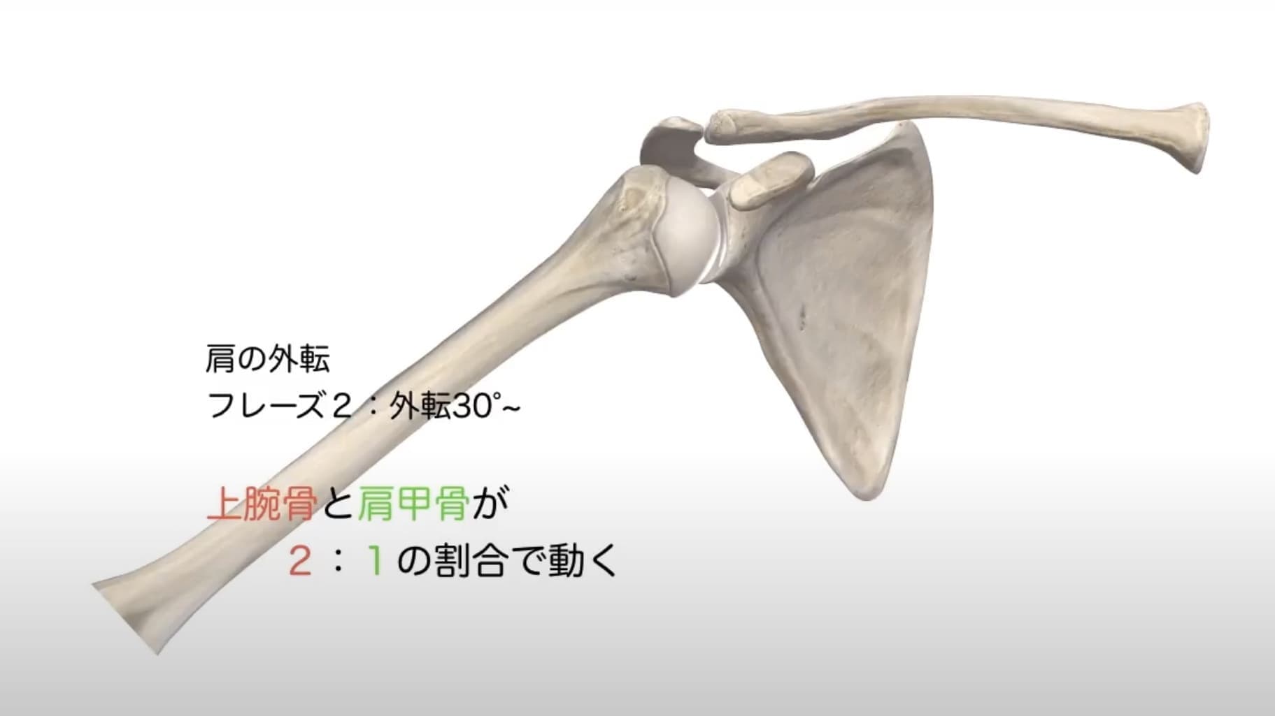 肩甲上腕リズム