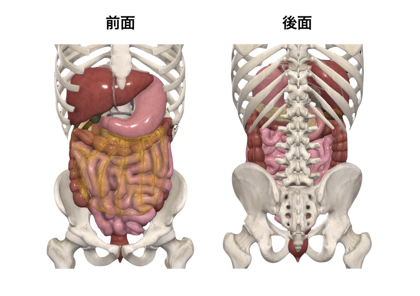 内臓器と腰痛