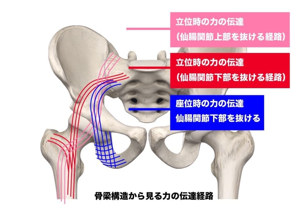 仙腸関節の力の伝達