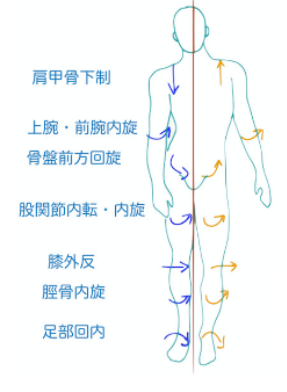 自己抑制作用による筋収縮の調整