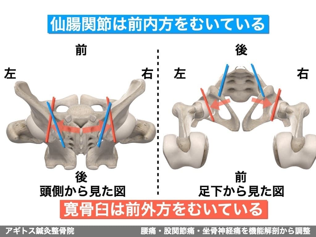 仙腸関節と寛骨の臼蓋