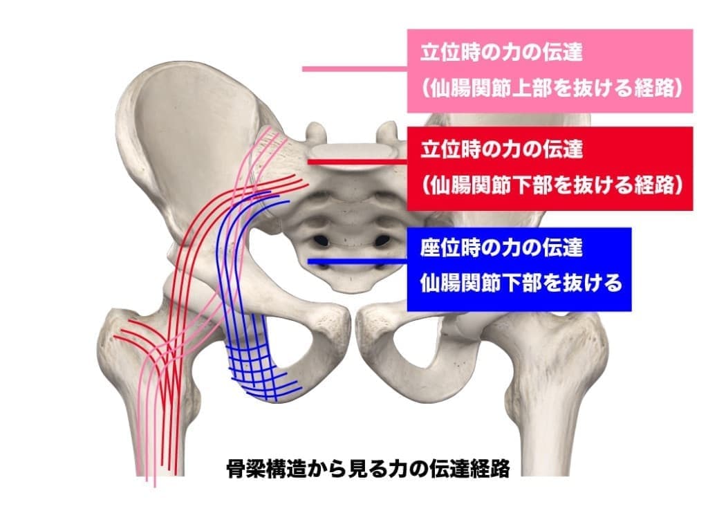 仙腸関節の力の伝達