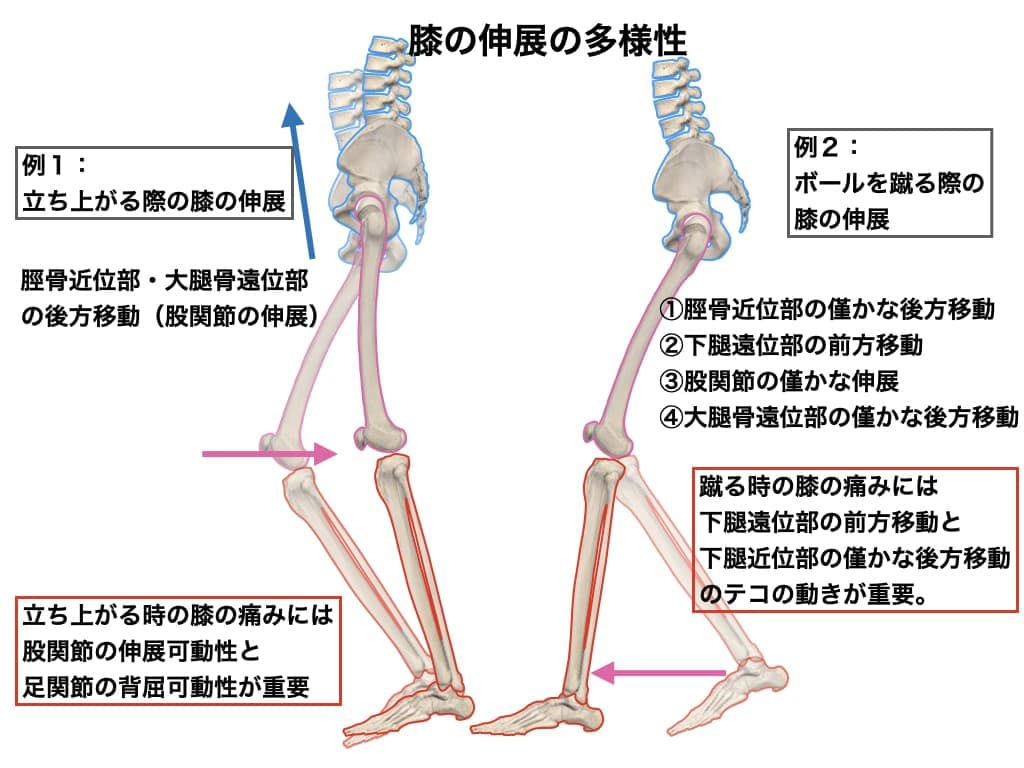 大腿骨・脛骨の運動