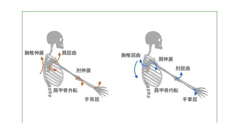 肩甲上腕リズム