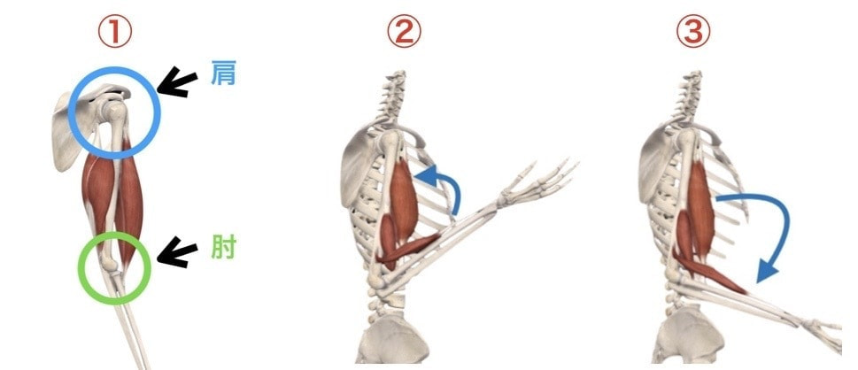 前腕の回内・回外
